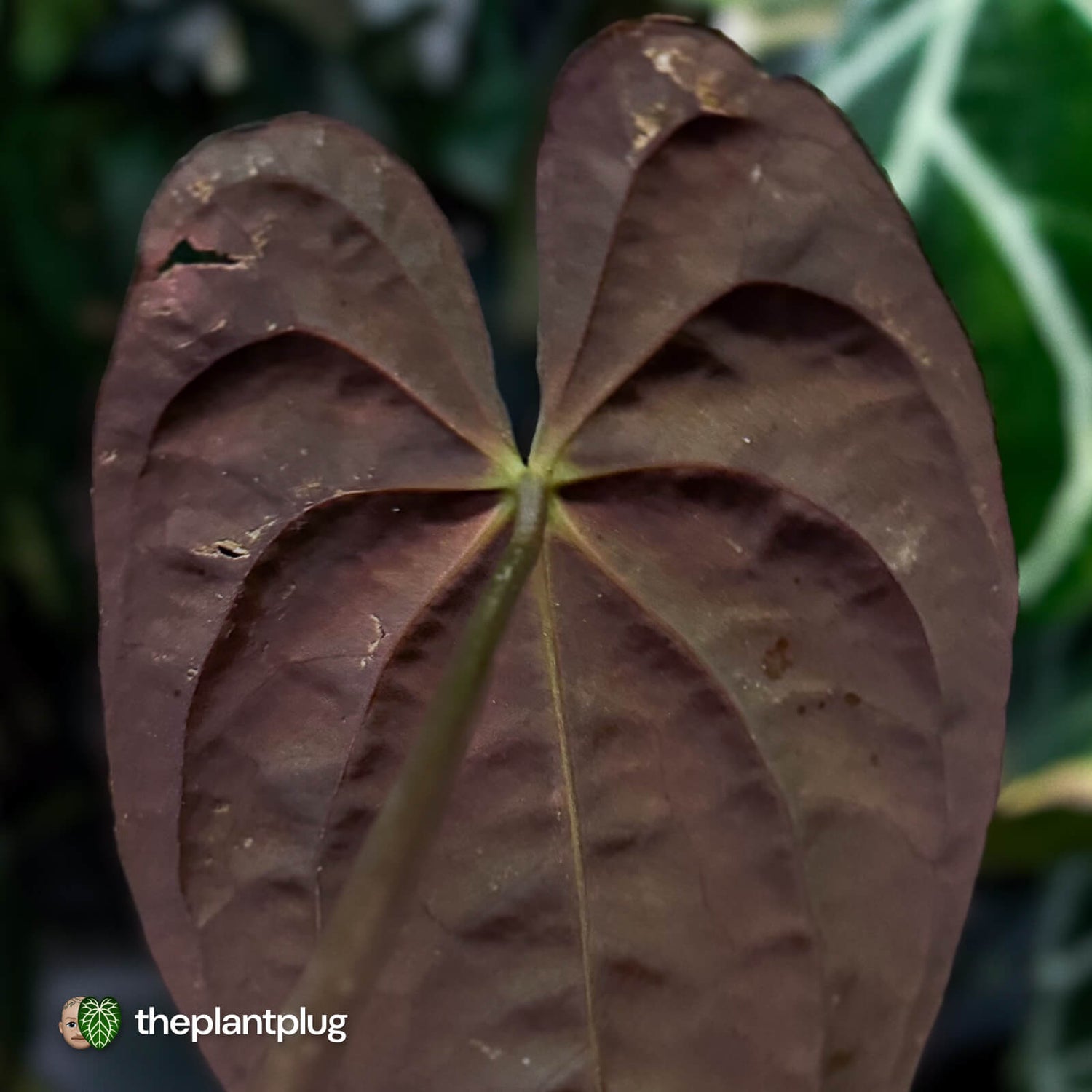 Anthurium papillilaminum 'TPP1'