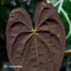 Anthurium papillilaminum 'TPP1'