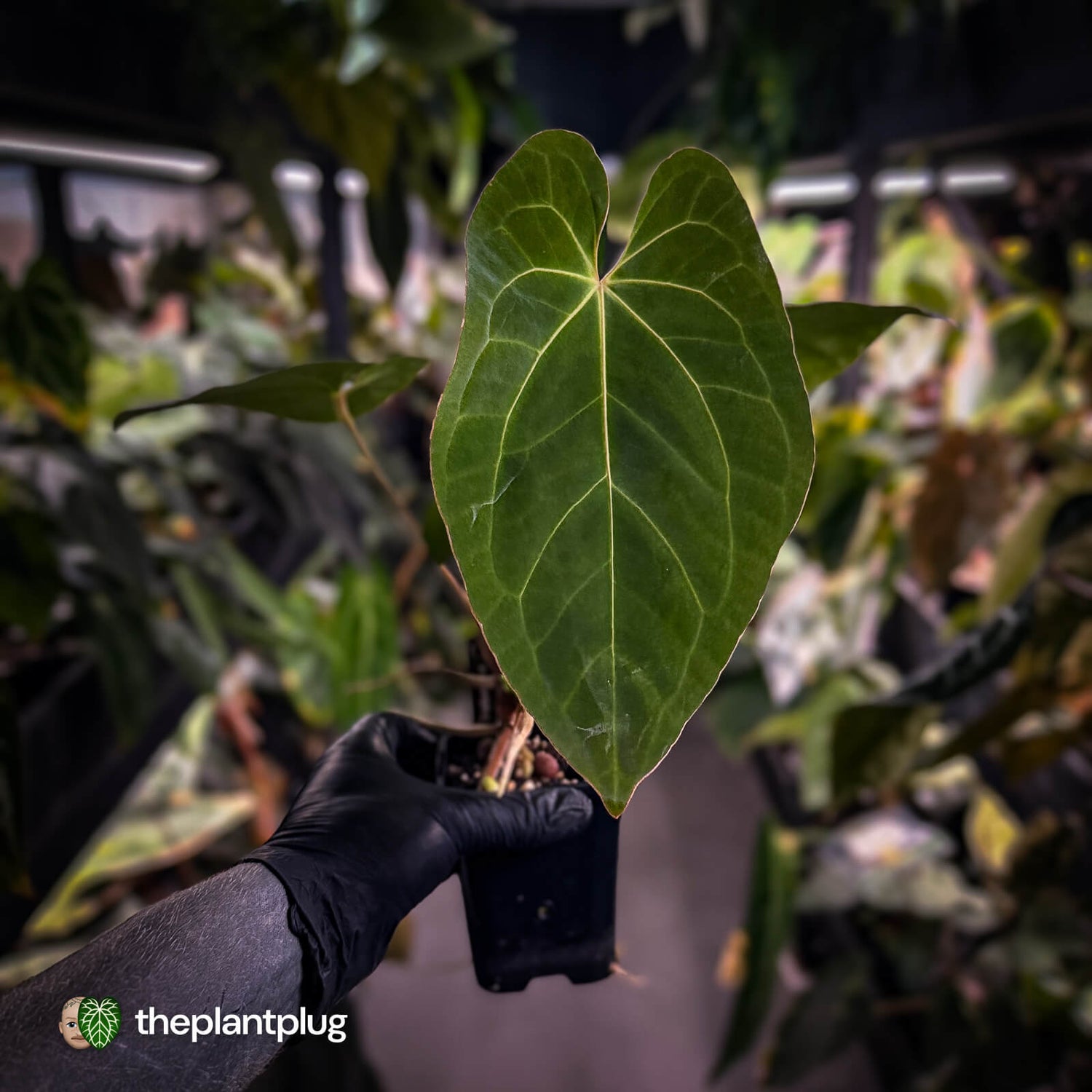 Anthurium besseae aff x kunayalense • mature plant