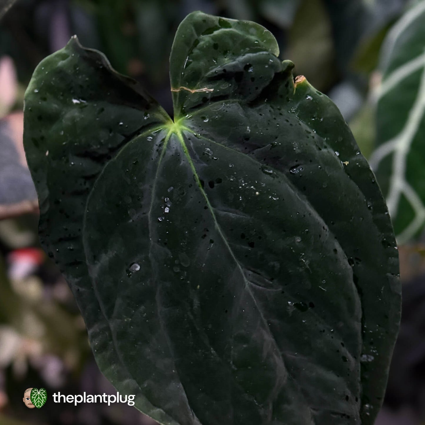 Anthurium papillilaminum 'TPP1'
