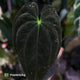 Anthurium papillilaminum 'TPP1'