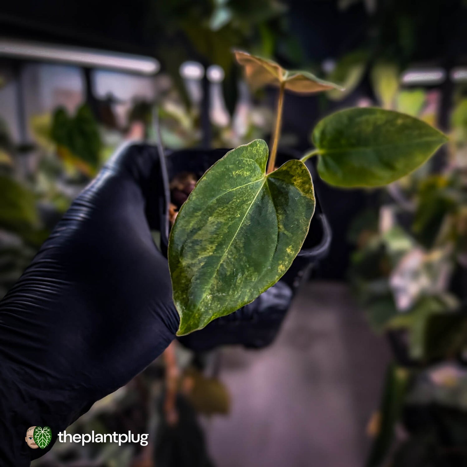 Anthurium (forgetii x pap) x (pap x besseae aff) • orange variegated 🍊