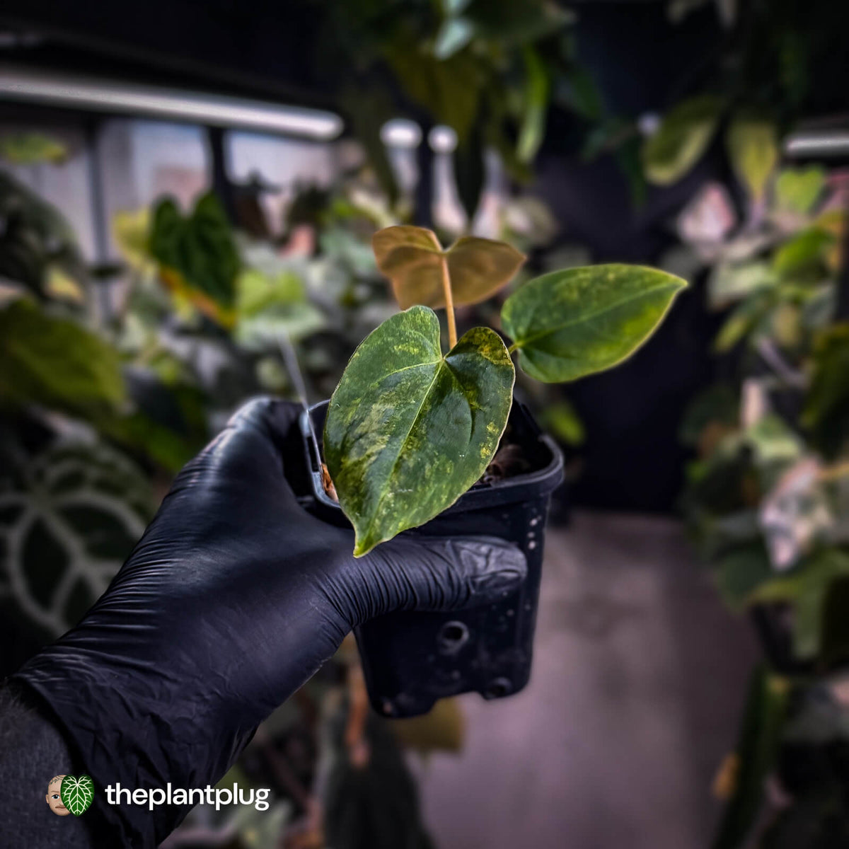 Anthurium (forgetii x pap) x (pap x besseae aff) • orange variegated 🍊