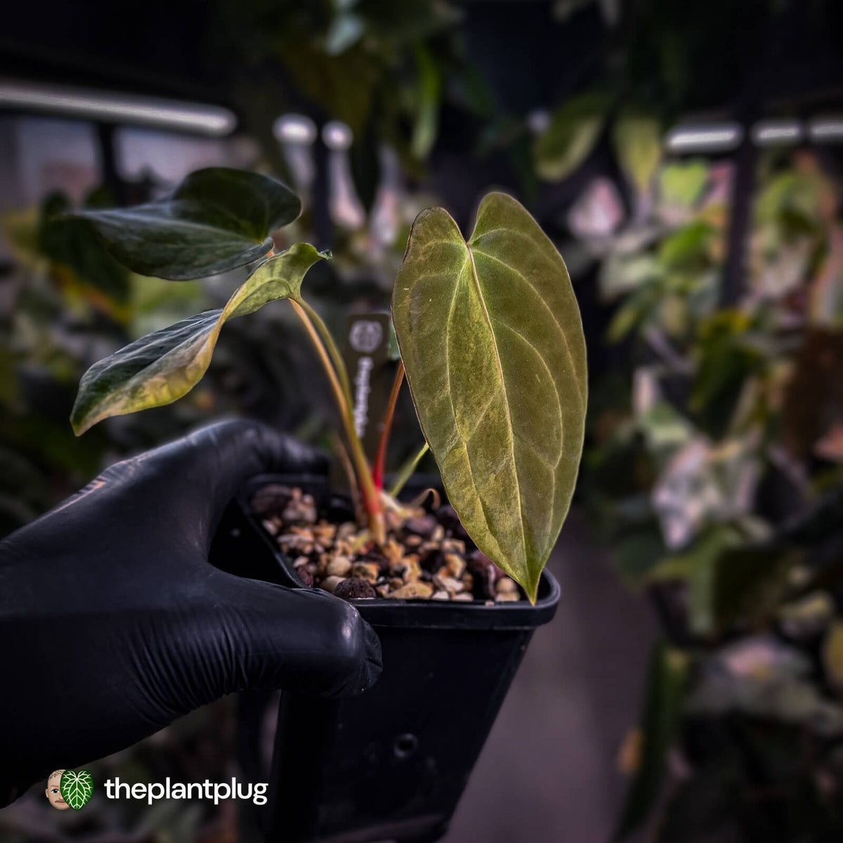 Anthurium (forgetii x pap variegated) x (pap x besseae aff)