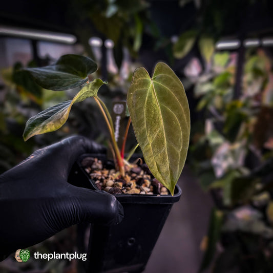 Anthurium (forgetii x pap variegated) x (pap x besseae aff)