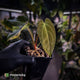 Anthurium (forgetii x pap variegated) x (pap x besseae aff)
