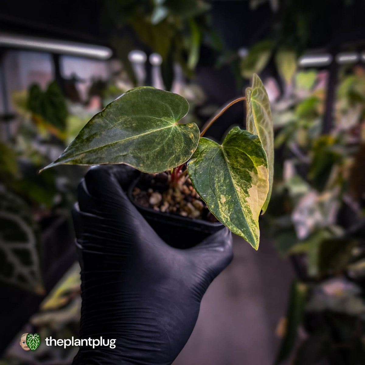 Anthurium (forgetii x pap variegated) x (pap x besseae aff)