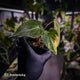Anthurium (forgetii x pap variegated) x (pap x besseae aff)