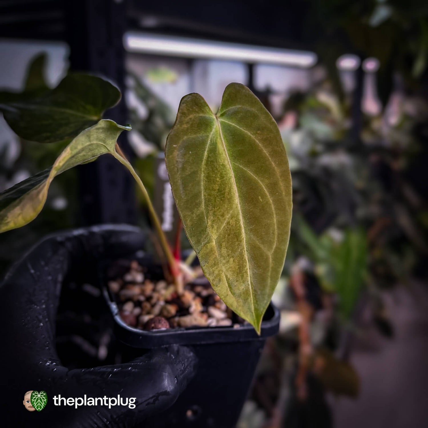 Anthurium (forgetii x pap variegated) x (pap x besseae aff)