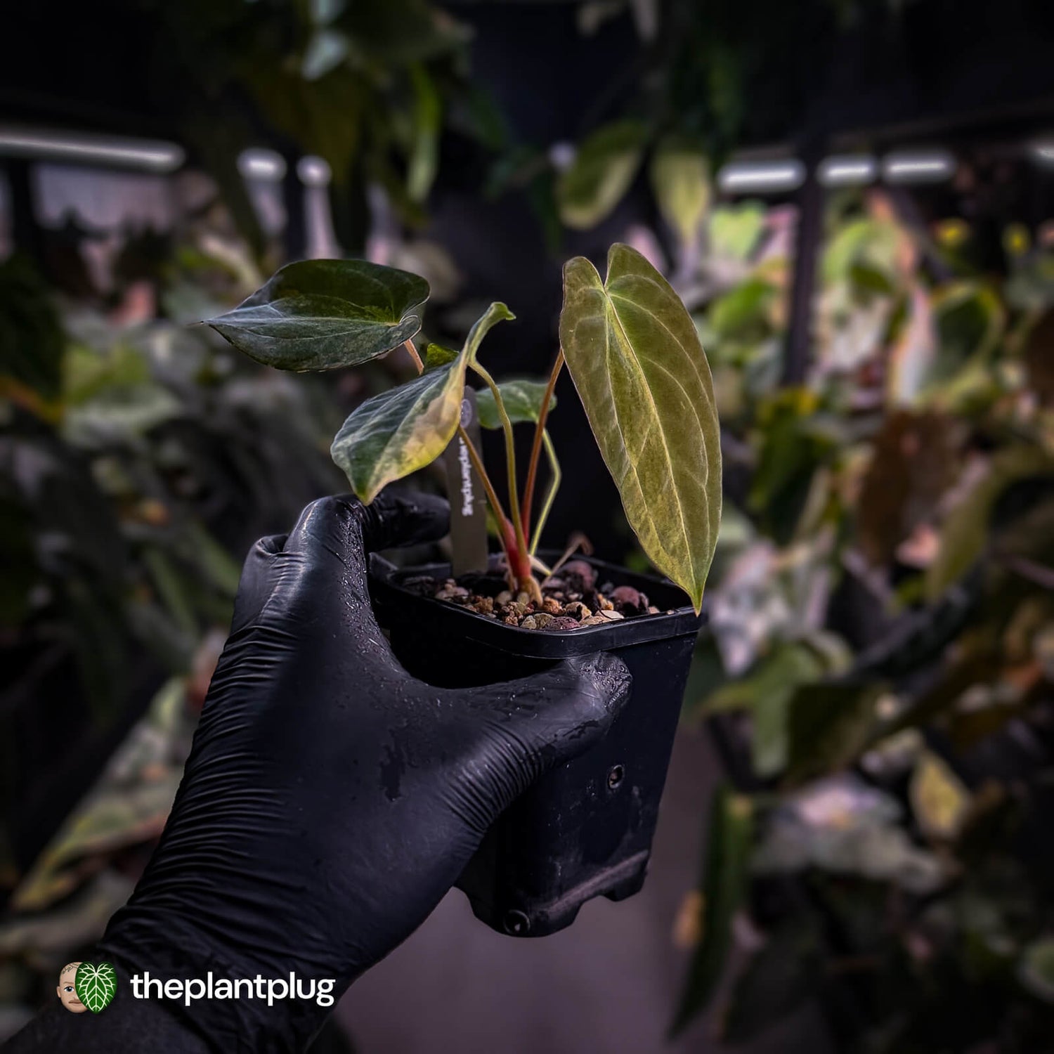 Anthurium (forgetii x pap variegated) x (pap x besseae aff)