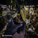 Anthurium (forgetii x pap variegated) x (pap x besseae aff)