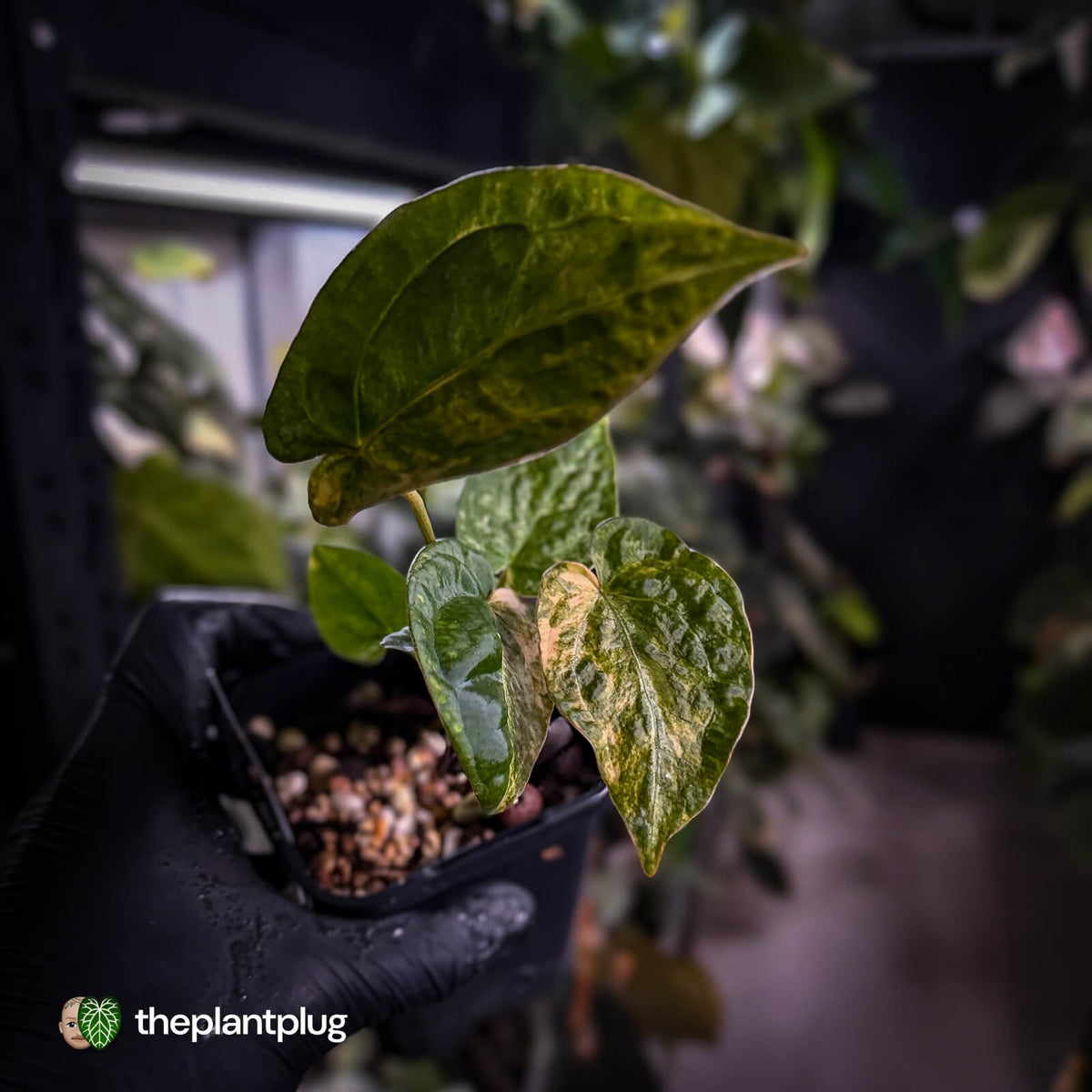 Anthurium (forgetii hybrid variegated) x ('SKG Silver' x 'RC')