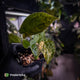 Anthurium (forgetii hybrid variegated) x ('SKG Silver' x 'RC')