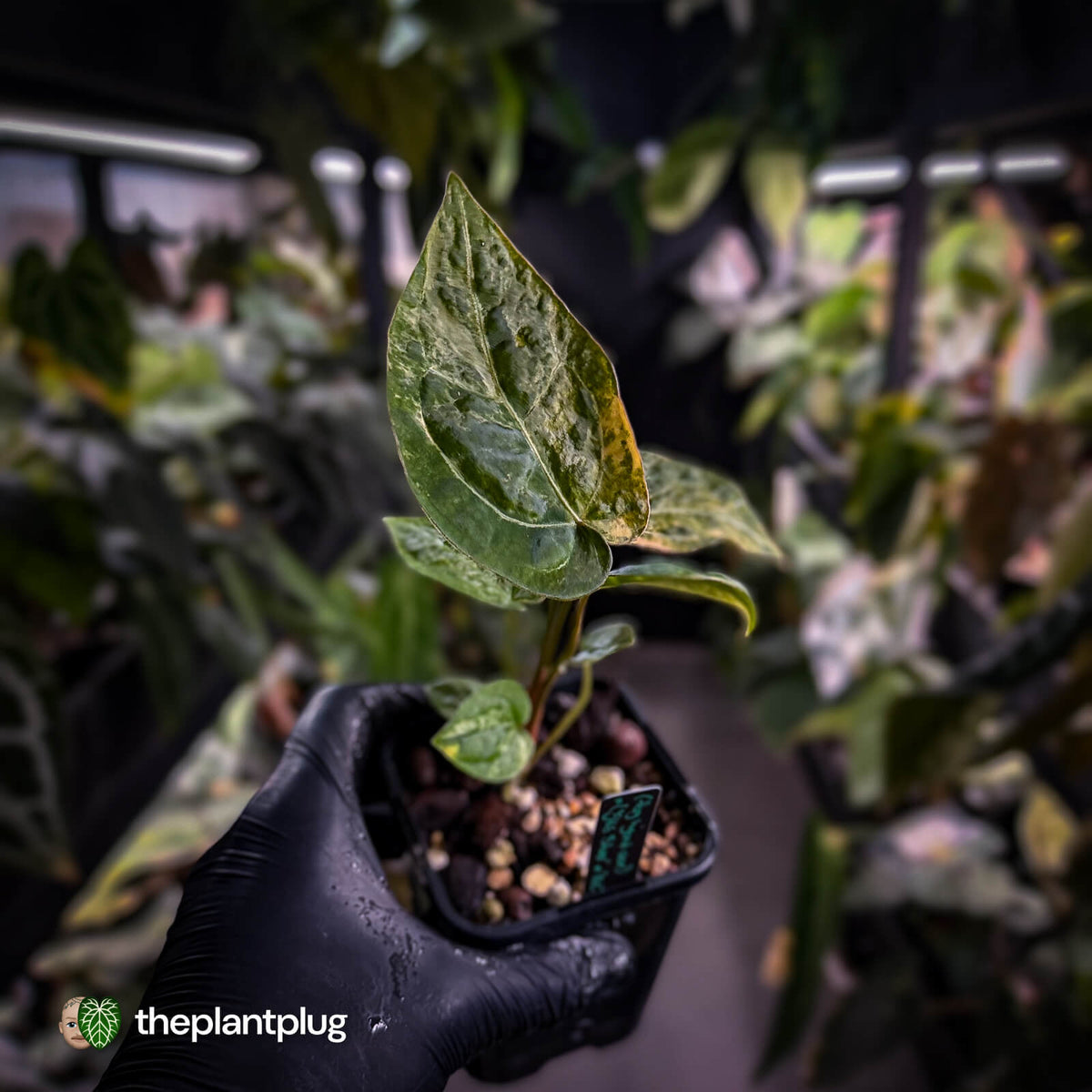 Anthurium (forgetii hybrid variegated) x ('SKG Silver' x 'RC')