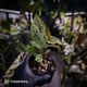 Anthurium (forgetii hybrid variegated) x ('SKG Silver' x 'RC')