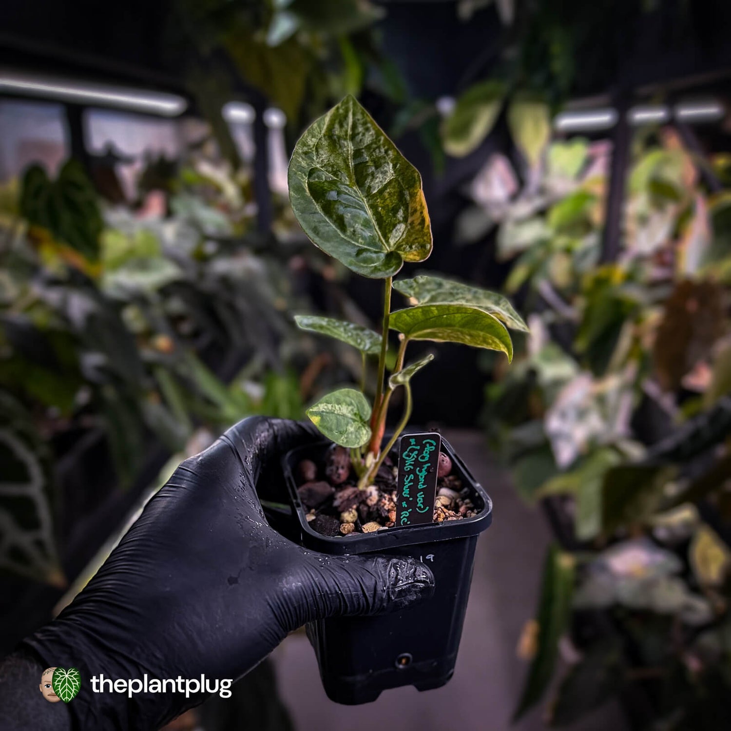 Anthurium (forgetii hybrid variegated) x ('SKG Silver' x 'RC')