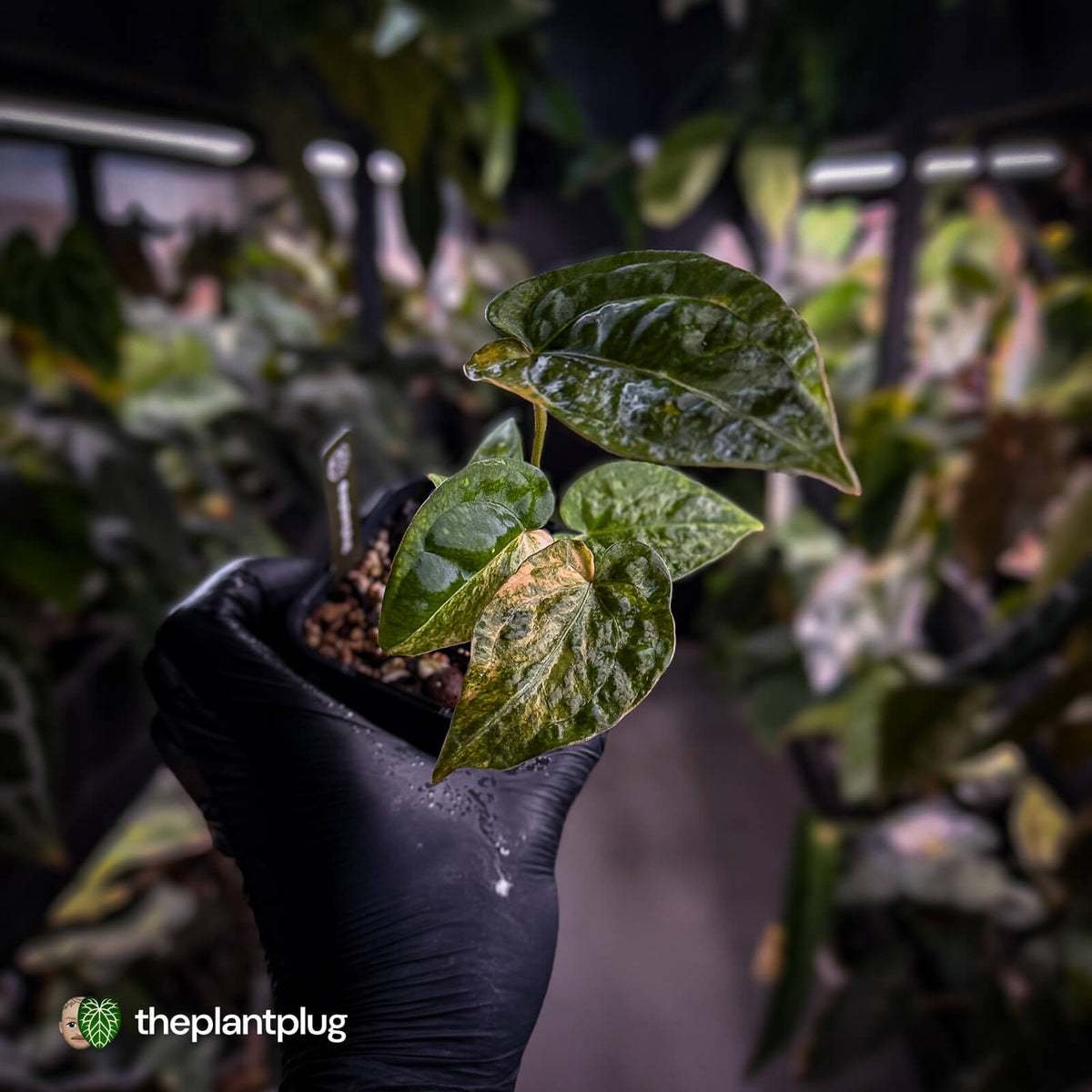 Anthurium (forgetii hybrid variegated) x ('SKG Silver' x 'RC')