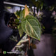 Anthurium (forgetii hybrid variegated) x ('SKG Silver' x 'RC')