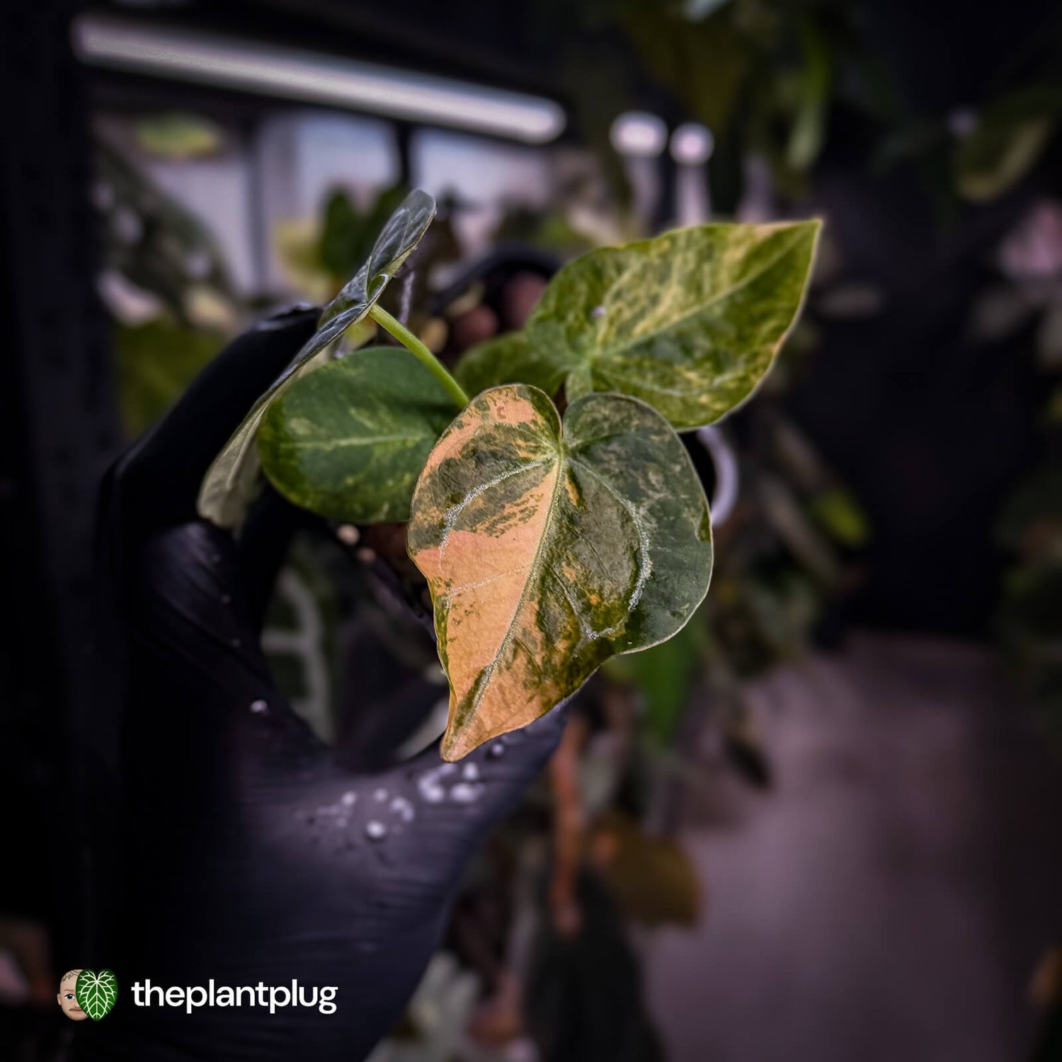 Anthurium (forgetii hybrid variegated) x ('SKG Silver' x 'RC')