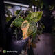 Anthurium (forgetii hybrid variegated) x ('SKG Silver' x 'RC')