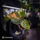 Anthurium (forgetii hybrid variegated) x ('SKG Silver' x 'RC')