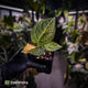 Anthurium (forgetii hybrid variegated) x ('SKG Silver' x 'RC')