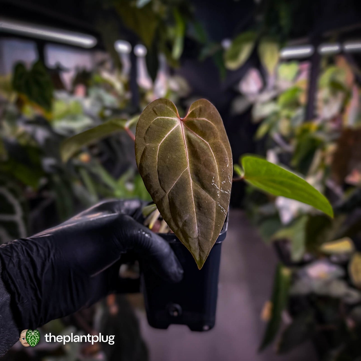 Anthurium besseae aff x ('Magenta' x 'RVDP')