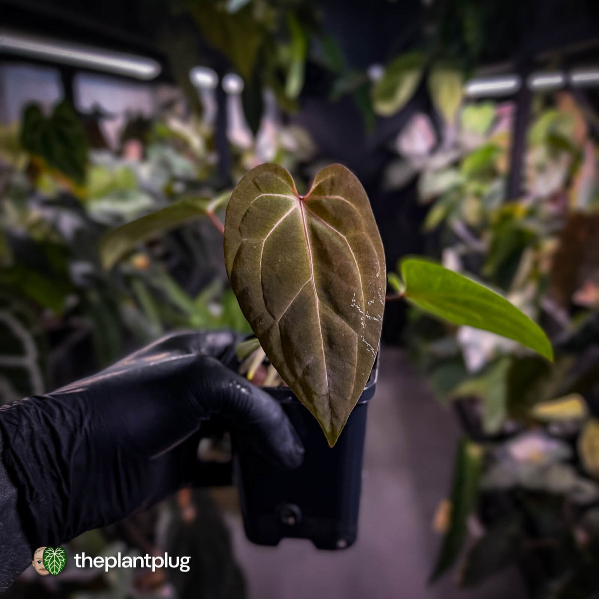 Anthurium besseae aff x ('Magenta' x 'RVDP')