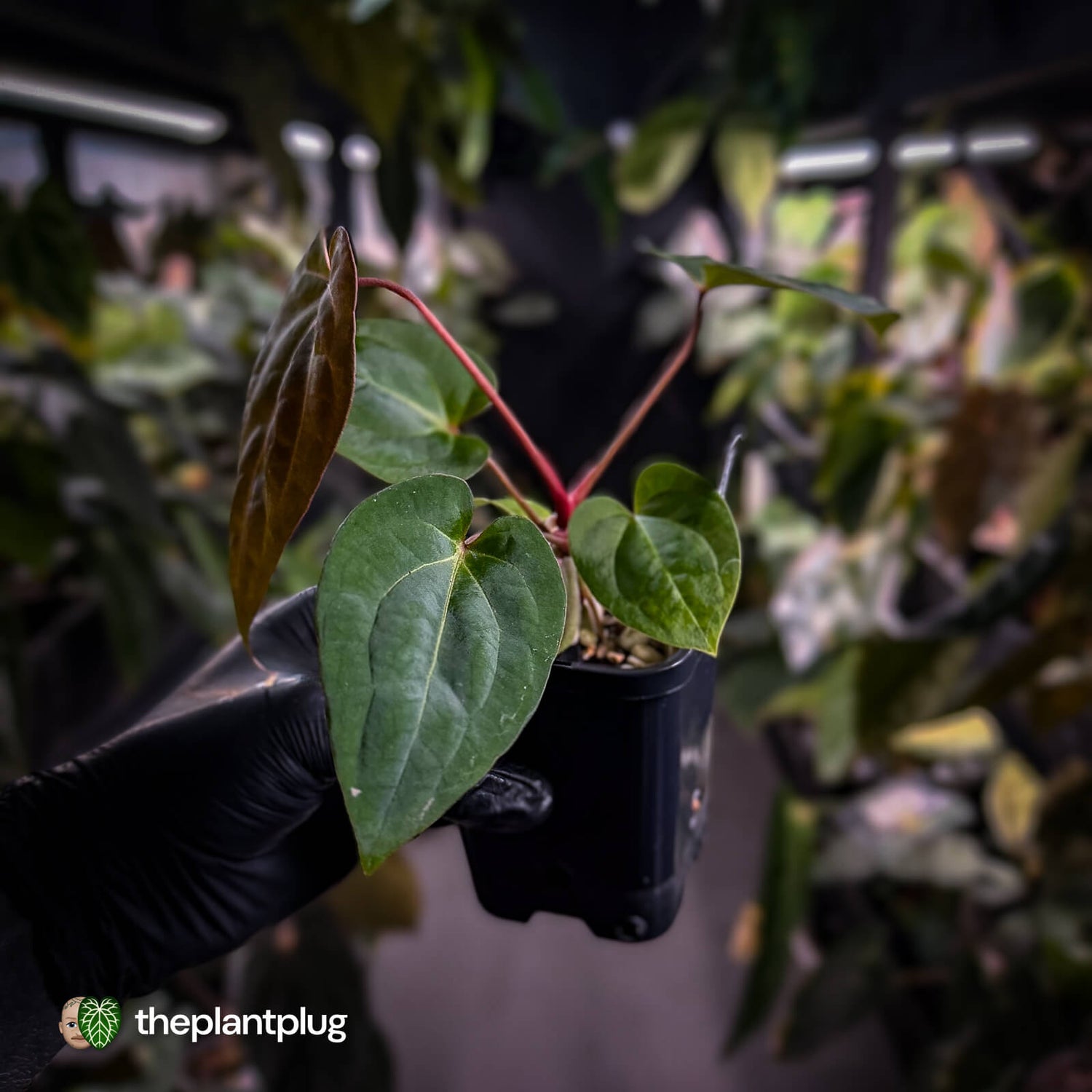 Anthurium besseae aff x ('Magenta' x 'RVDP')