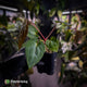 Anthurium besseae aff x ('Magenta' x 'RVDP')