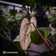 Anthurium besseae aff x ('Magenta' x 'RVDP')