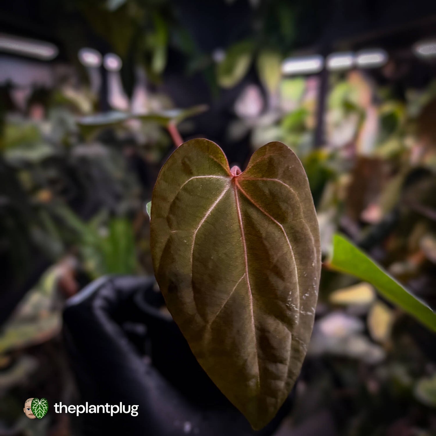 Anthurium besseae aff x ('Magenta' x 'RVDP')