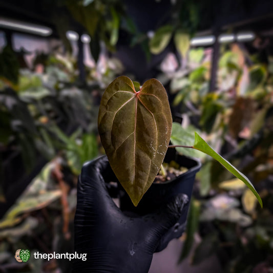 Anthurium besseae aff x ('Magenta' x 'RVDP')