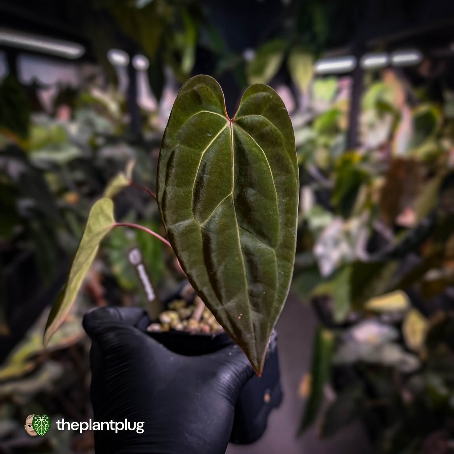 Anthurium besseae aff x ('Magenta' x 'RVDP')