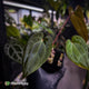 Anthurium besseae aff x ('Magenta' x 'RVDP')