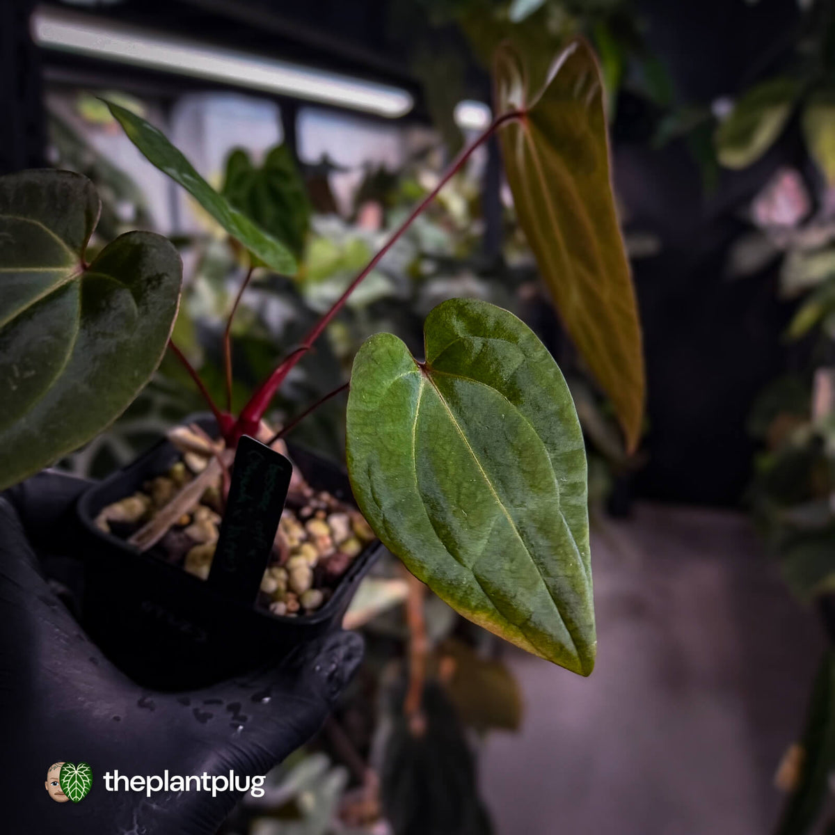 Anthurium besseae aff x ('Magenta' x 'RVDP')