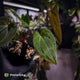 Anthurium besseae aff x ('Magenta' x 'RVDP')