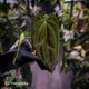 Anthurium besseae aff x ('Magenta' x 'RVDP')