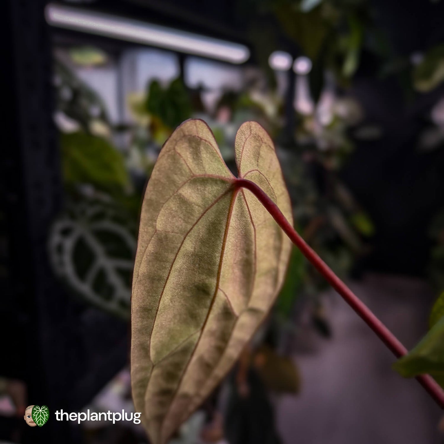 Anthurium besseae aff x ('Magenta' x 'RVDP')