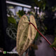Anthurium besseae aff x ('Magenta' x 'RVDP')