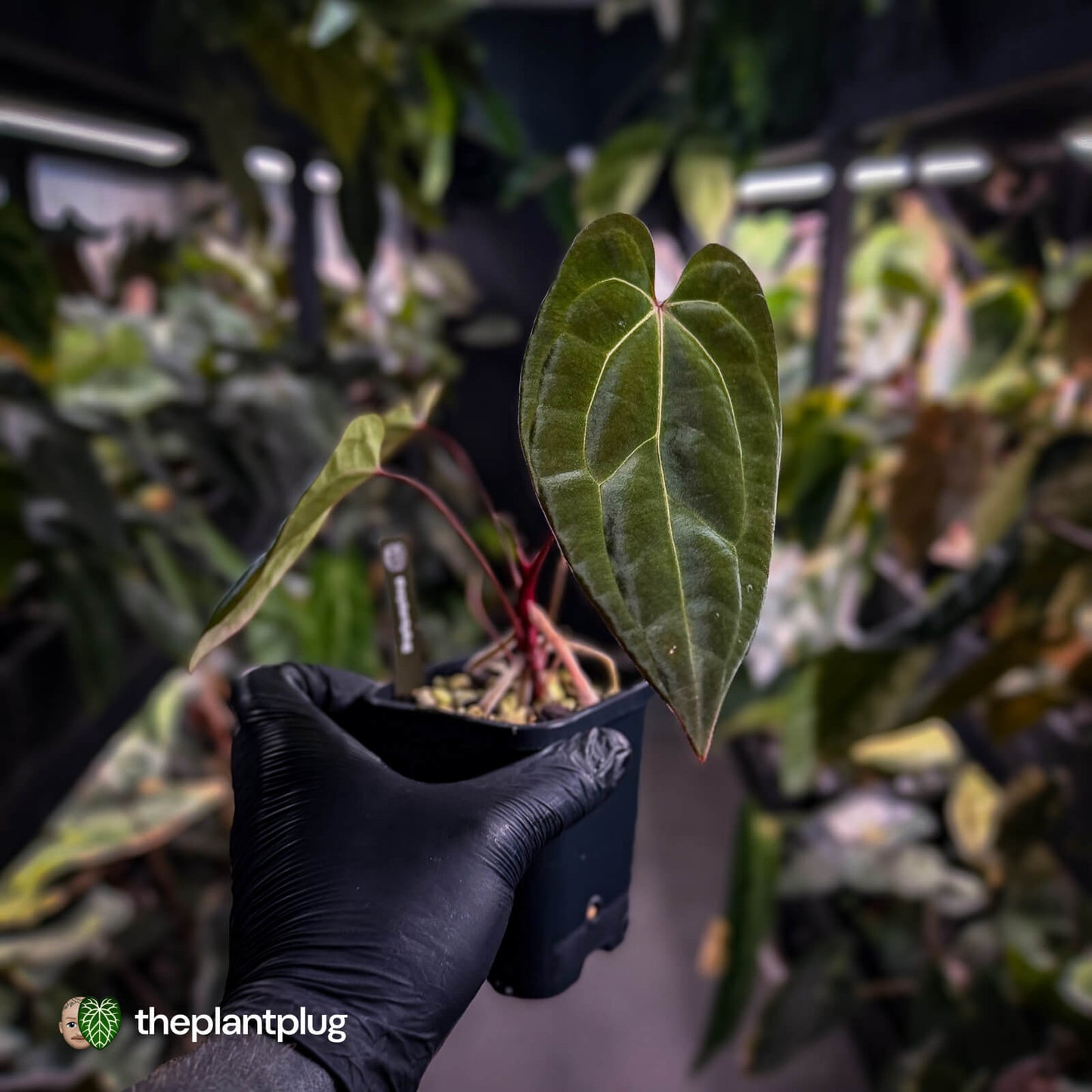 Anthurium besseae aff x ('Magenta' x 'RVDP')