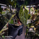 Anthurium besseae aff x ('Magenta' x 'RVDP')
