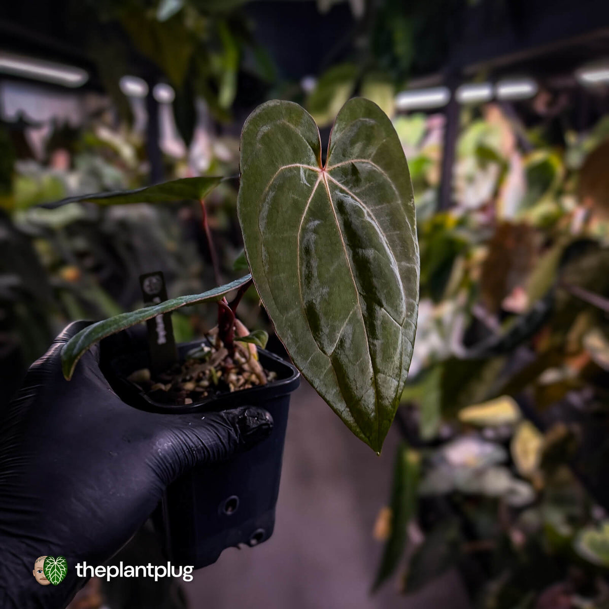 Anthurium carlablackiae ('OG5' x 'RA4') x 'RVDP'