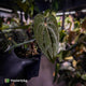 Anthurium carlablackiae ('OG5' x 'RA4') x 'RVDP'