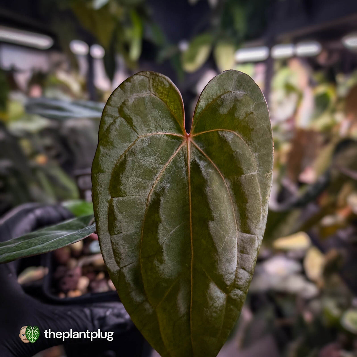 Anthurium carlablackiae ('OG5' x 'RA4') x 'RVDP'
