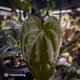 Anthurium carlablackiae ('OG5' x 'RA4') x 'RVDP'