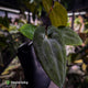 Anthurium carlablackiae ('OG5' x 'RA4') x 'RVDP'