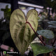 Anthurium carlablackiae ('OG5' x 'RA4') x 'RVDP'