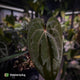 Anthurium carlablackiae ('OG5' x 'RA4') x 'RVDP'
