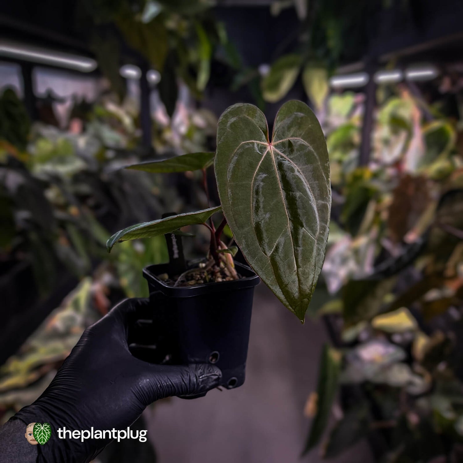 Anthurium carlablackiae ('OG5' x 'RA4') x 'RVDP'